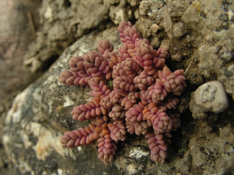 Sedum dasyphyllum / Borracina cinerea